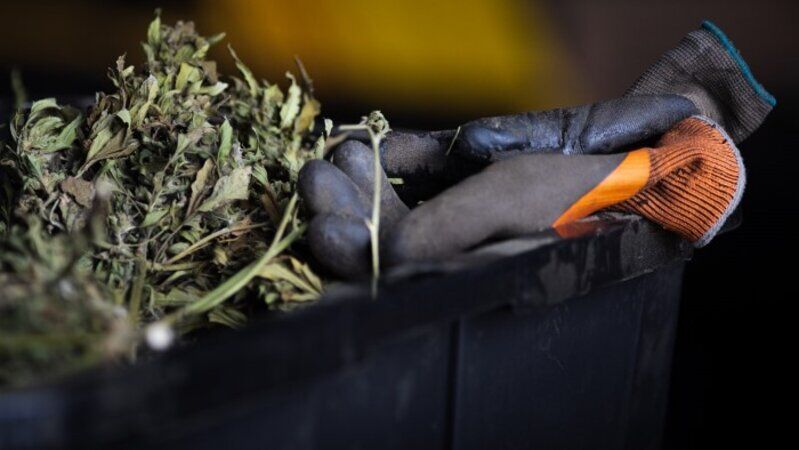 Dried and processed marijuana FILE